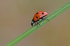 Septempunctata