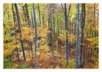 Nel bosco autunnale