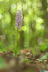 Orchis Mascula