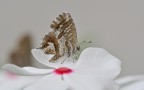 Cacyreus marshalli