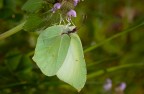 Cedronella