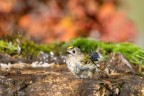 Malga Natura. il bagno del Regolo