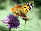 Eseguita com Minolta Dimage 7i, dat di scatto: 1/350s. - f8 - iso 100 - lunghezza focale 50mm