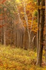 st