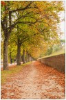 Foliage..