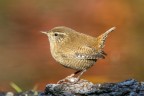 malga natura ottobre 2022