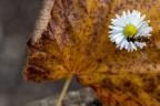 ali d'autunno