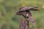 E' ritornata la Poiana