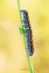 Eriogaster-lanestris_DSC00833