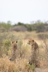 Moremi Game reserve. Sera vicino al tramonto gruppo di ghepardi in attivit. Pessima luce e in mezzo alle sterpaglie. La guida li inseguiva in mezzo alla savana. 
emozionante