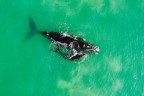 balene in sudafrica