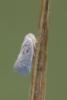 Metcalfa-pruinosa_DSC0770