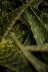 foto natura