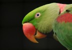 colori emergenti