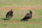 Ibis-eremita_-Eugen-e-Marianne_DSC08916