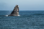 Il salto della balena