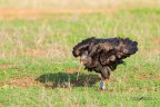Ibis-eremita_DSC08750