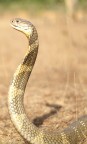 Cobra reale