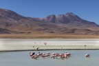 Bolivia 2019. Laguna Hedionda