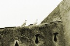 Anno 1981 - Yashica Fx-3