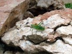 Grillo di montagna