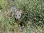 Giovane individuo di "Canus lupus italicus"