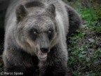 Orso marsicano fotografato in tarda serata mentre mangia mele in un frutteto.