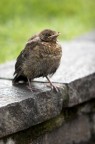 Passero (obeso??)
