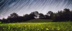 Fireflies