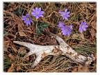 Nuova primavera nel bosco...