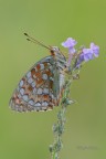 Argynnis-niobe_DSC1097 Argynnis-niobe_DSC1097