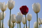 Ciao a tutti!
Mi sono iscritto oggi al sito, e ho piacere di condividere con voi una foto scattata ad Aprile 2019 in un campo di tulipani.

Gabri
