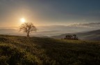 l'albero