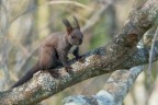 Scoiattolo-comune_DSC04876 Scoiattolo-comune_DSC04876