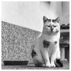 Gatto