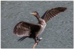 Cormorano
