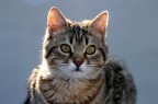 il mio gatto