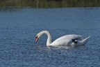 Cigno