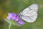 Aporia crataegi
