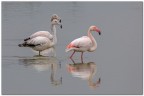 Fenicotteri rosa