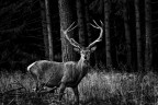 Deer II