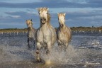 I cavalli al galoppo in acqua