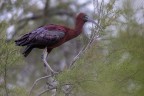 Parc ornithologique du pont deGau
Mignatta vicino al nido