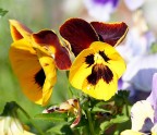Giallo