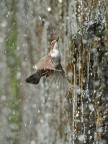 Risalendo la cascata