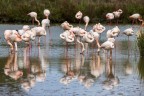 Gruppo di fenicotteri a riposo