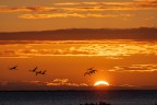 Alba con i fenicotteri