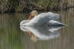 Cigno selvatico