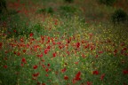 giallo&amp;rosso