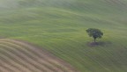 l'albero